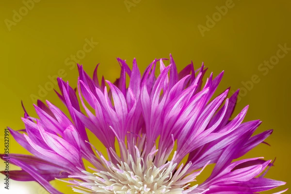 Obraz Beautiful purple Centaurea cyanus flower close-up on a yellow background. Macro shot.