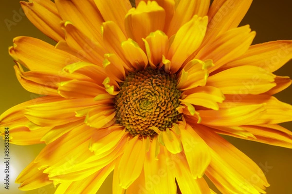 Obraz Beautiful yellow Doronicum flower close-up on a yellow background. Macro shot.