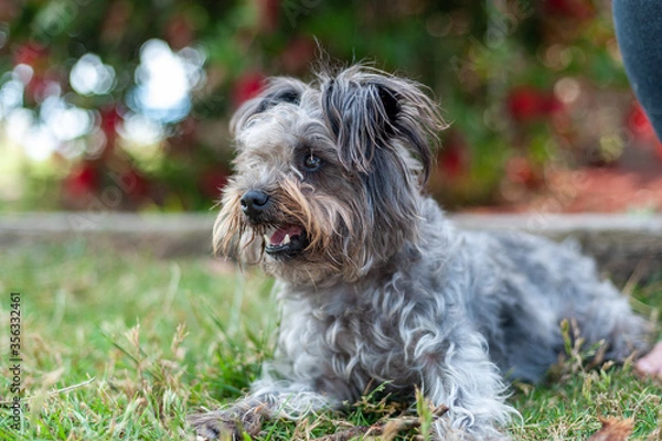 Obraz Adorable Mini Schnauzer Terrier smiling and panting in the grass at the park