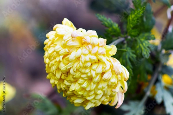 Fototapeta Beautiful lonely yellow chrysanthemum tilted at the viewer