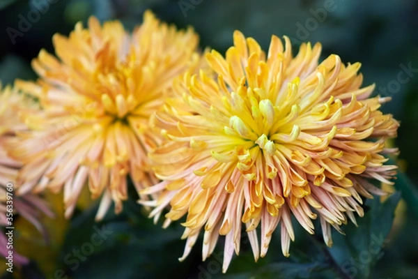 Fototapeta Beautiful orange chrysanthemums on a blurry green background
