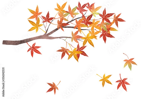 Obraz 紅葉 もみじ 枝 ベクター イラスト（水彩）