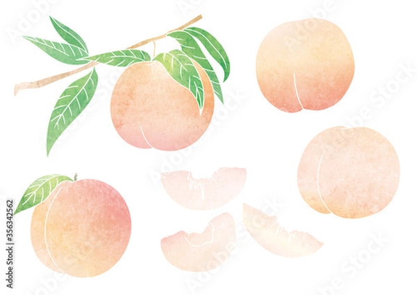 Obraz 桃 実 葉 枝 ベクター イラスト（水彩）