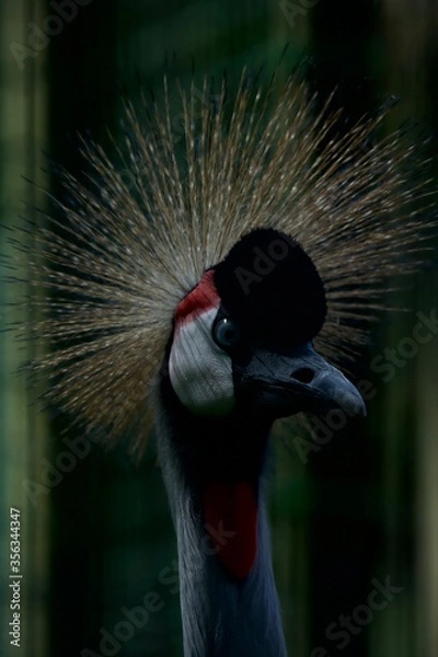 Fototapeta grey crowned crane
