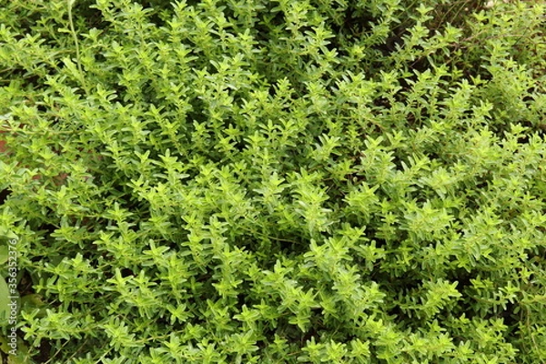 Fototapeta Thymus serpyllum, creeping thyme grows thickly in a herb garden.