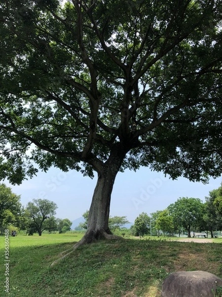 Obraz 緑豊かな公園