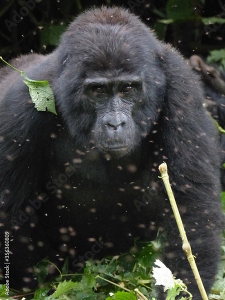 Obraz Berggorilla