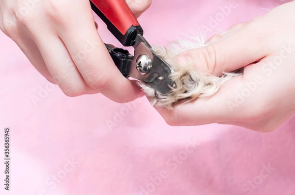 Fototapeta Care for the dog's claws. Pruning of dog claws with a special claw-cutting tool. Paw of a dog close-up. Concept of grooming pet care.