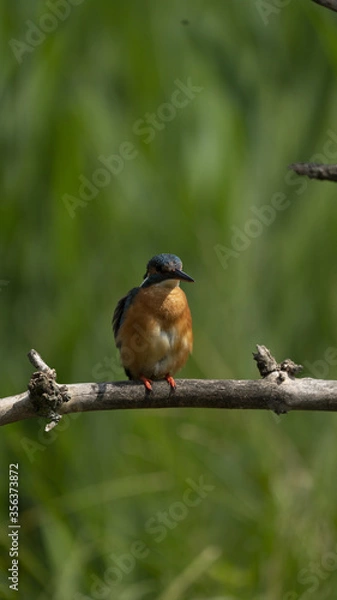 Fototapeta Martin Pescatore