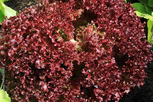 Fototapeta Organic Red Leaf Lettuce or Lollo Rossa salad
