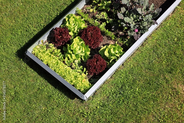 Fototapeta Garden with organic lettuce salad and vegetables