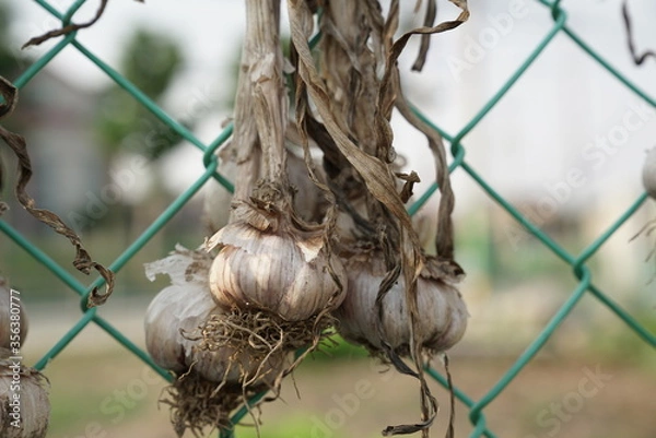 Fototapeta Garlic