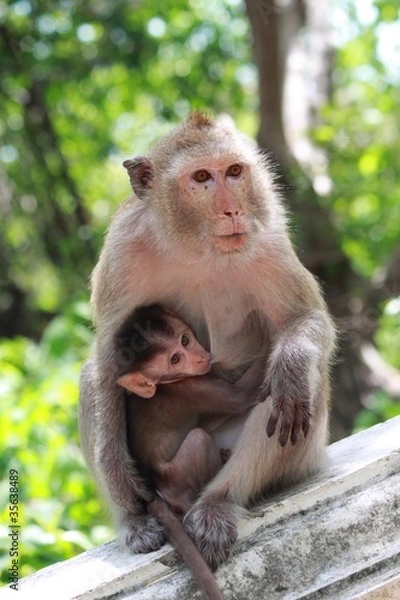Fototapeta monkey