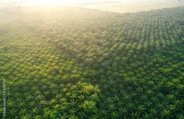 Obraz Morning fresh view of palm oil plantation from aerial shot.