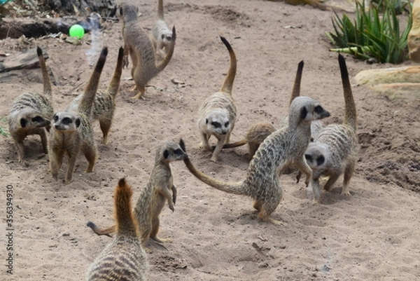 Obraz meerkats