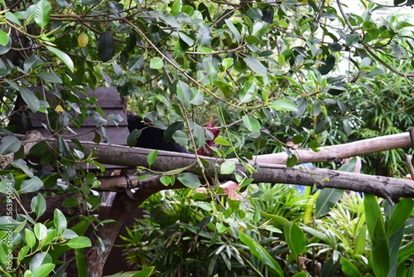 Obraz red winged blackbird