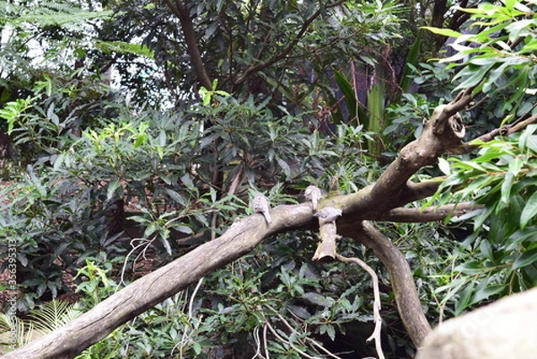 Obraz tree in the forest