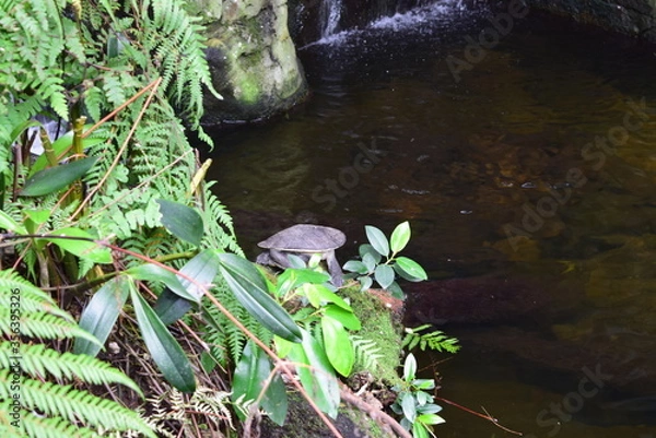 Obraz frog in the water