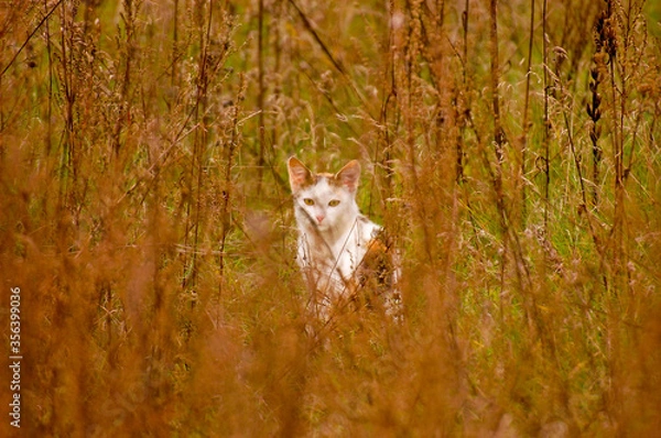 Obraz Tabby cat in the grass