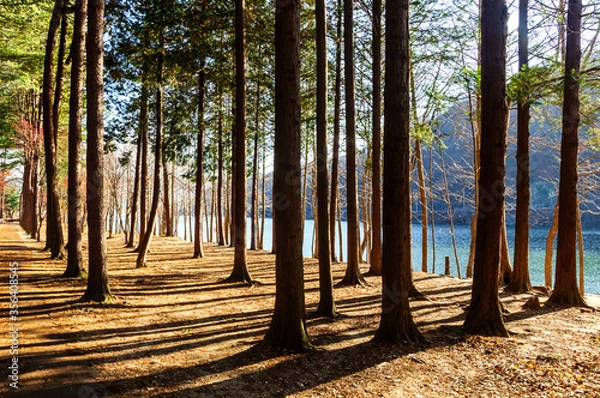 Fototapeta beautiful natural view of rows of tree and their shadow in perspective; captured against back-light with the ocean separating Nami Island from main land in the background.