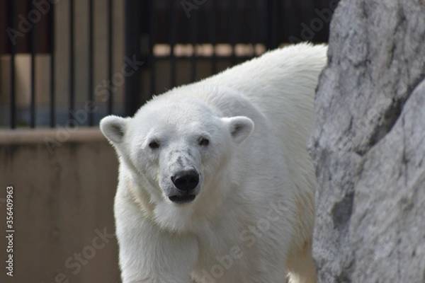 Obraz 旭山動物園　シロクマ