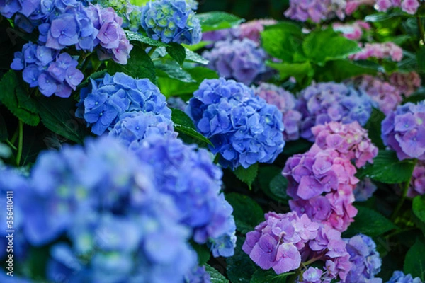 Fototapeta 大阪市の宿泊施設「ホテル・ロッジ舞洲」のあじさい