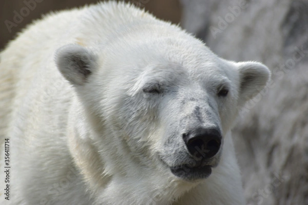 Obraz 旭山動物園　シロクマ