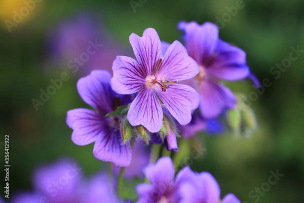 Obraz Geranium x magnificum - blühender Pracht-Storchschnabel 