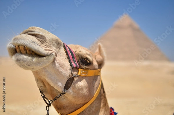 Obraz エジプトギザのピラミッドの観光客相手に働くラクダ