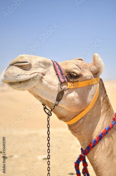 Obraz エジプトギザのピラミッドの観光客相手に働くラクダ