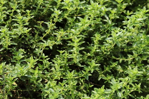 Fototapeta Thymus serpyllum, creeping thyme grows thickly in a herb garden.