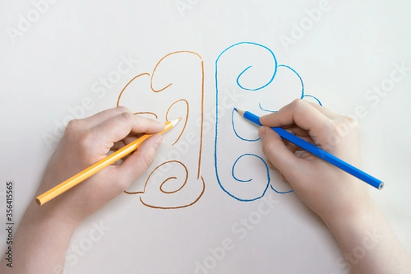 Fototapeta Ambidexter draws the brain with both hands. Equal mental development of the brain hemispheres