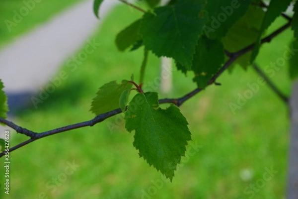 Obraz A beautiful sprig of birch. Suitable for the background. Natu