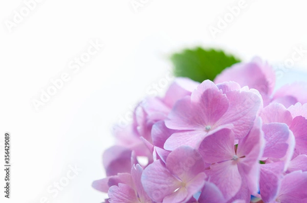Fototapeta 紫陽花の花 クロースアップ 白背景 左にコピースペース