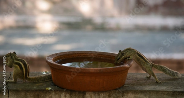Obraz Palm squirrel in India 