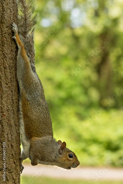 Fototapeta Cute Squirrel Climbing Down Tree Backwards Looking for Food and Predators