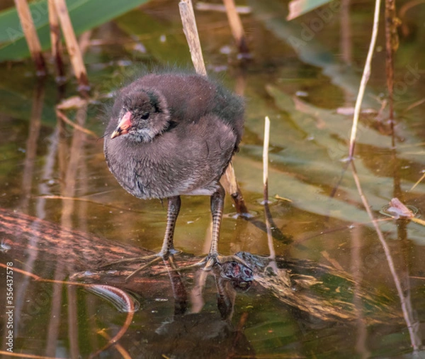 Fototapeta Cute Baby Moorhen Stands on Floating Log in British Pond. Fledgling wildlife takes to the water.