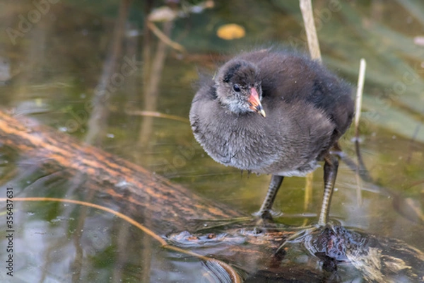 Fototapeta Cute Baby Moorhen Stands on Floating Log in British Pond. Fledgling wildlife takes to the water.