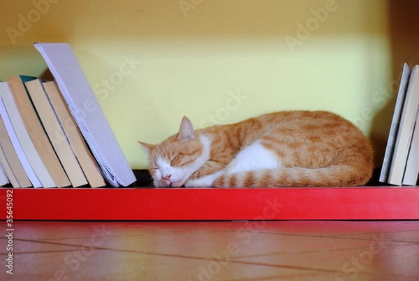 Fototapeta orange cat sleeping over a red bookcase