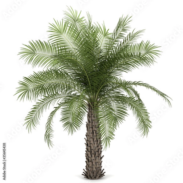 Fototapeta Palm tree isolated on white background