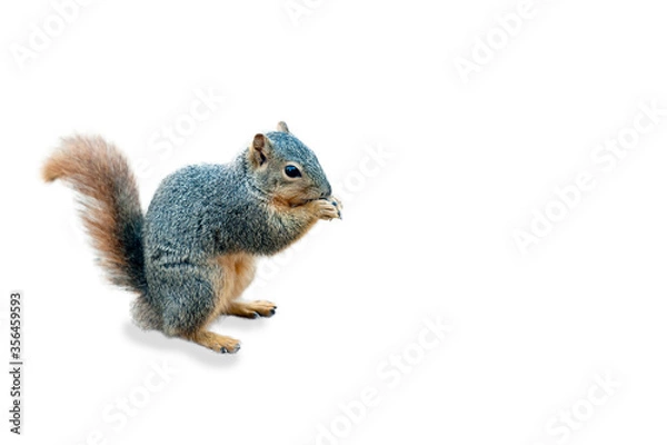 Obraz Fox Squirrel Isolated on White Background