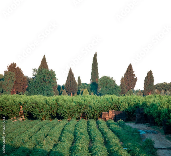 Fototapeta peach field and tiny forest plants