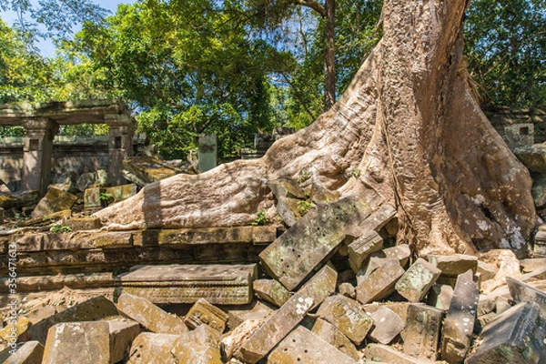 Fototapeta Beng Mealea temple ruins and banyan tree, the Angkor Wat style located east of the main group of temples at Angkor, Siem Reap, Cambodia.