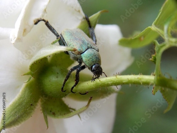 Fototapeta green beetle on a white rose