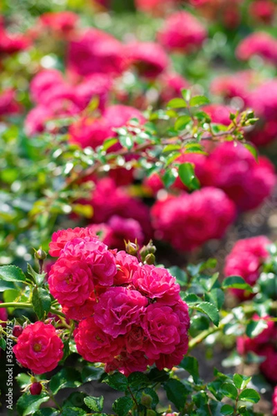 Fototapeta Red rose flower close up in garden.