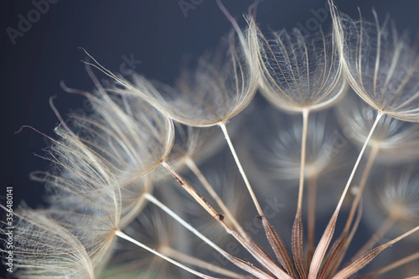 Fototapeta Pissenlit