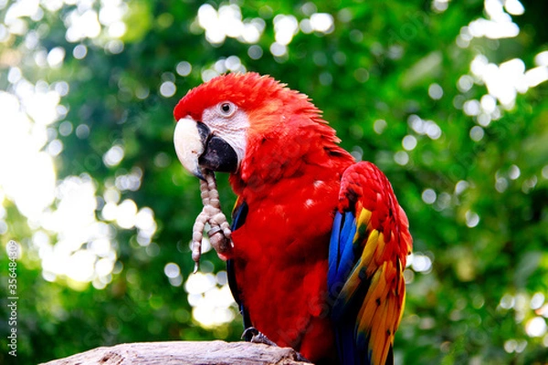 Obraz thoughtful parrot