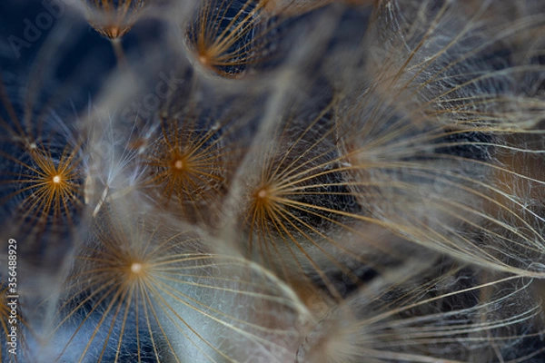 Fototapeta Pissenlit