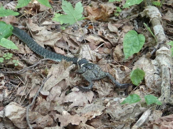 Fototapeta KODAK Digital Still Camera