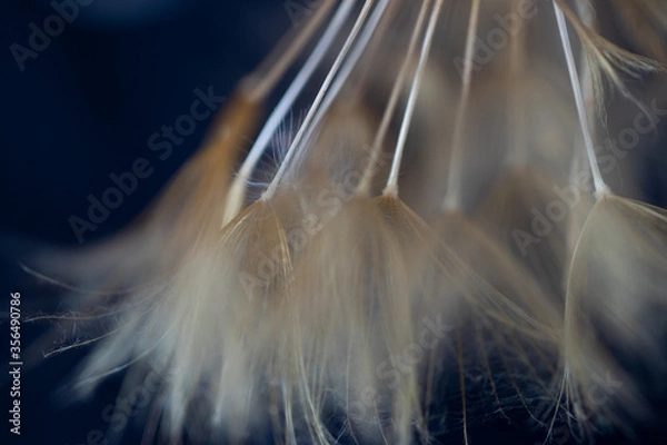 Fototapeta Pissenlit